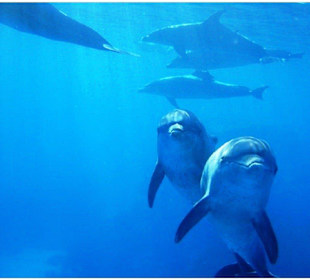 Schwimmen mit Delfinen in Hurghada-Amy Reisen