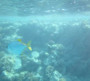 Wunderschönes Hausriff 