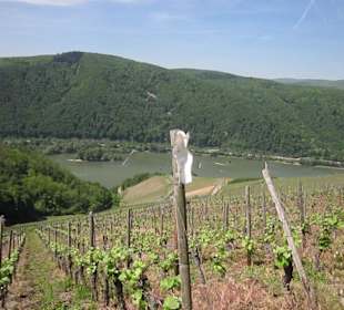 Impressionen Kräuterweg in Assmannshausen