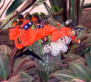 Butterfly_03
