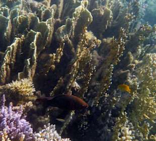 Schnorcheln am Hausriff