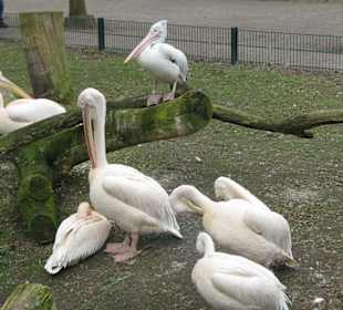 Pelikane