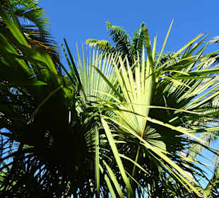 Spaziergang durch den Botanischen Garten Mascarin