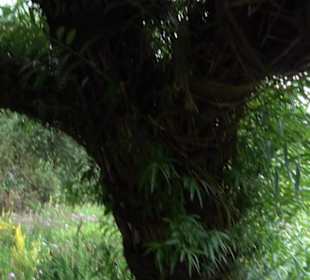 ALB-GOLD Naturgarten