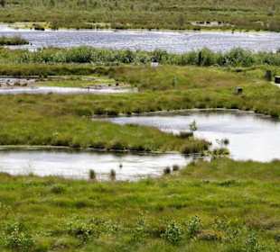 Blick über die Flächen am Moorerlebnispfad