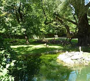 Nyala & Blauer Pfau & Kronenkranich Anlage