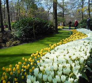 Blumenpracht im Keukenhof