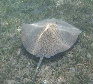 Schnorcheln Makadi Bay