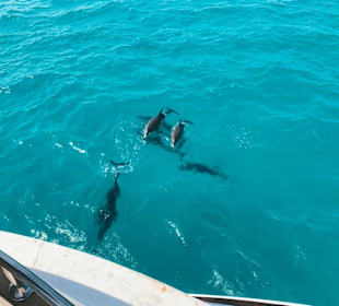Delfine ganz nah am Boot