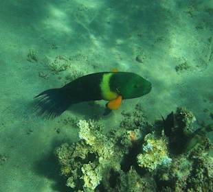 Unterwasserwelt am Sensimar Makadi Hotel