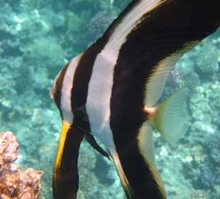 Schnorcheln Makadi Bay