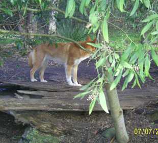 Healesville Sanctuary