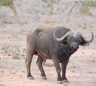 Wasserbüffel im Tsavo-Ost