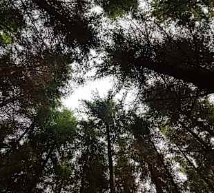 Wandern Bad Traunstein