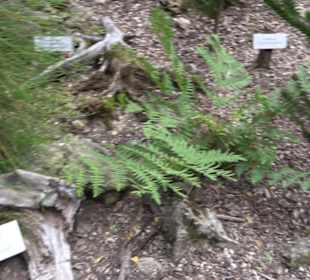 Dinosaurier Museum Altmühltal