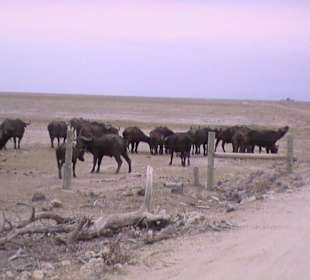 Büffelherde im Amboseli