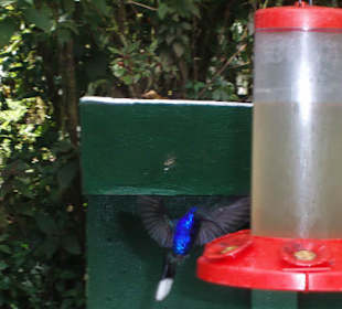 Centrum karmienia ptaków w parku