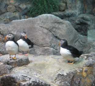 Loro Parque