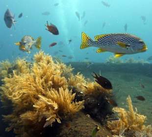 Traumhafte Unterwasserwelt