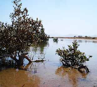 Wunderschöne Mangroven
