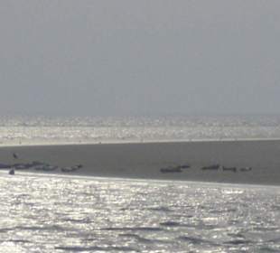 Seehundbank Tegeler Plate