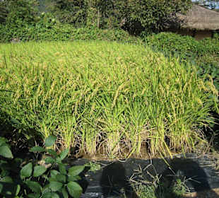 Reisfeld