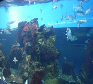 Große Aquarien mit vielen Fischen