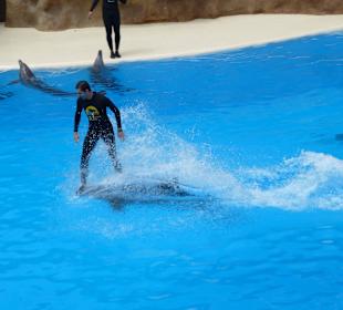 Arbeiten mit den Delfinen