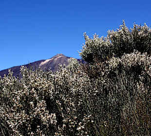 Seltene Blütenpracht