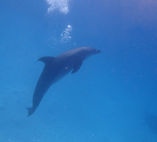 Einmalie Erlebnisse mit Mo´s Delfinen