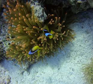 Tauchbasis Ilios Dive Club Steigenberger Al Dau Resort Hurgh