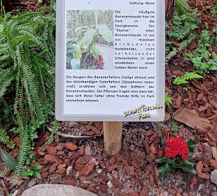 Schmetterlingsgarten