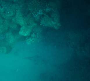 Beim Schnorcheln gesehen - Krokodilfisch