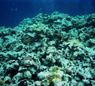 Einmalige Unterwasserwelt