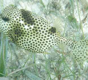 Kofferfisch