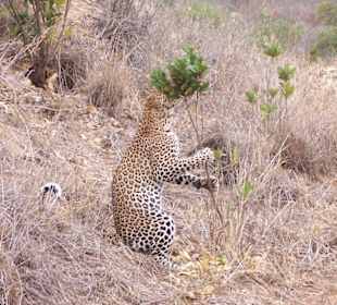 Leopard