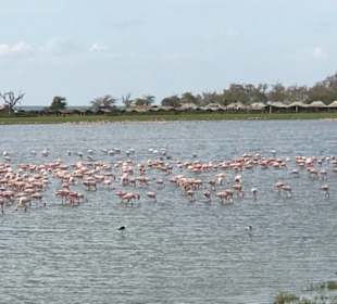 Flamingos am Lake Nakuru
