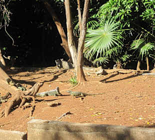 Leguanpark