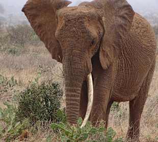 Tsavo Ost und West Safari