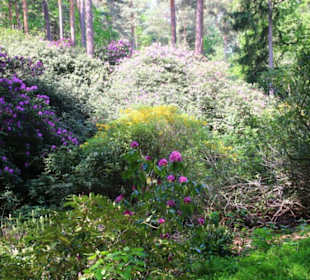 Rhododendron in voller Blüte