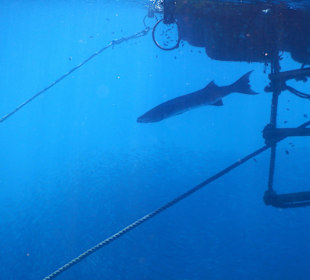 Barrakuda mit großem Schwarm - unter dem Barrakuda!