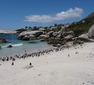 Pinguinstrand