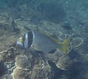 Unterwasserwelt Musandam