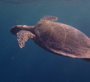 Eine der vielen Schildkröten