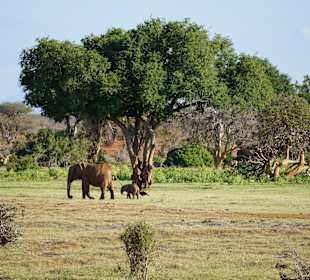 Tsavo East