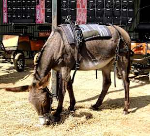 Eselpark-Impressionen