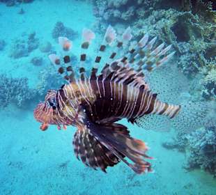 Schnorcheln Soma Bay