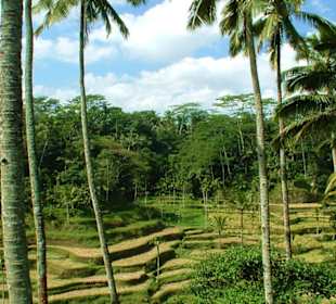 Palmen und Reisterrassen