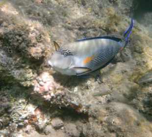 Unterwasser am Hausriff rechts vom Hotel