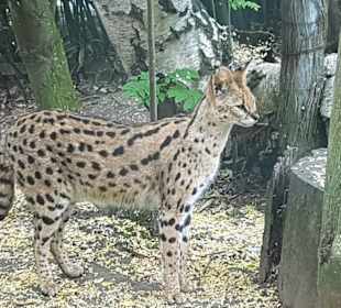 Der Serval